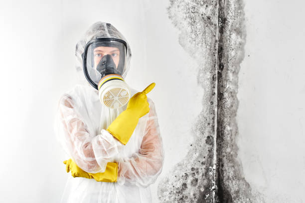 Professional Mold Inspection in Perrysburg, OH